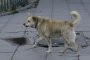 Българите са против убиването на уличните кучета