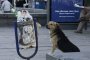Безплатно кастрират кучета в София