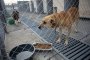 Отвориха приюта за кучета в Горни Богров