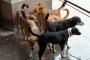 В Брюксел подкрепят политиката на Столична община за намаляване на уличните кучета 
