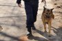 Връщат кучетата на границата с Турция