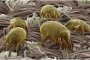 Човешкото тяло източник на бактерии в домашния прах