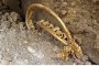 Откриха тракийско златно находище в София