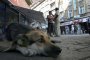Четири лапи: До 2 години проблемът с уличните кучета ще бъде решен