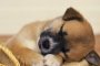 Безплатно чипират кучета за деня на ветеринарния лекар