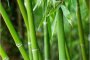   Учени тестват бамбука като строителен материал