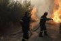   Над 54 са вече загиналите от горските пожари около Атина