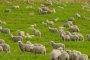   Наредба задължава пастирите да водят дневници