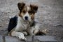   Най-много изгубени кучета преди ЧНГ, предупреждават от Четири лапи