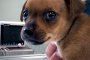  70 кучета осиновени само през февруари от приютите на Екоравновесие