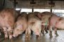 Гърция с извънредни мерки  срещу чумата по свинете 