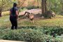   Жена влезе при лъва в зоопарк в САЩ