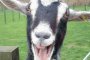 Откраднаха 110 кози от стадо в Сливенско