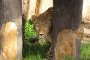 В Софийския зоопарк вече има и женски персийски леопард 