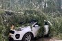 Паднали дървета премазаха коли в Пампорово