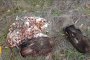 Примамки убиват защитени животни край Черноморец