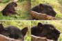 Почина черната пантера от Софийския зоопарк на преклонна възраст