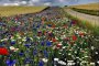  В Дания законът изисква от собствениците на земи да засадят 5% от тях с цветя за пчелите