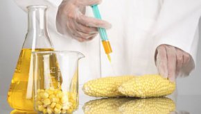 С измененията се актуализират принципите за извършване на оценка на риска от ГМО за околната среда и човешкото здраве при освобождаването им в околната среда и пускането им на пазара.

 