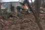 Отрязани дървета в Борисовата градина