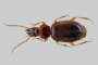 Изследователи откриха нов вид бръмбар в Странджа