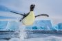 Тази снимка на Никлен показва императорски пингвин, който се измъква от ледените води на Антарктида