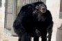Ванила, 28-годишно шимпанзе