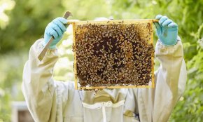 
В момента такива проби се извършват само в частни лаборатории, а пчеларите сами трябва да плащат за услугата, чиято цена варира между 400 и 500 лв. Заради липса на адекватно подпомагане все повече пчелари у нас фалират - категорични са от бранша.
