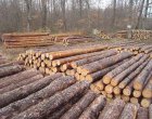 2023 г. е най-слабата в България по добив на дървесина