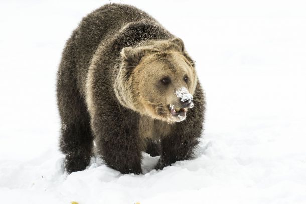  Всички мечки в парка край Белица спят зимен сън за първи път
